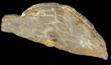 Jurassic Petrified Wood (Pentoxylon) Slice - Australia #42062-2